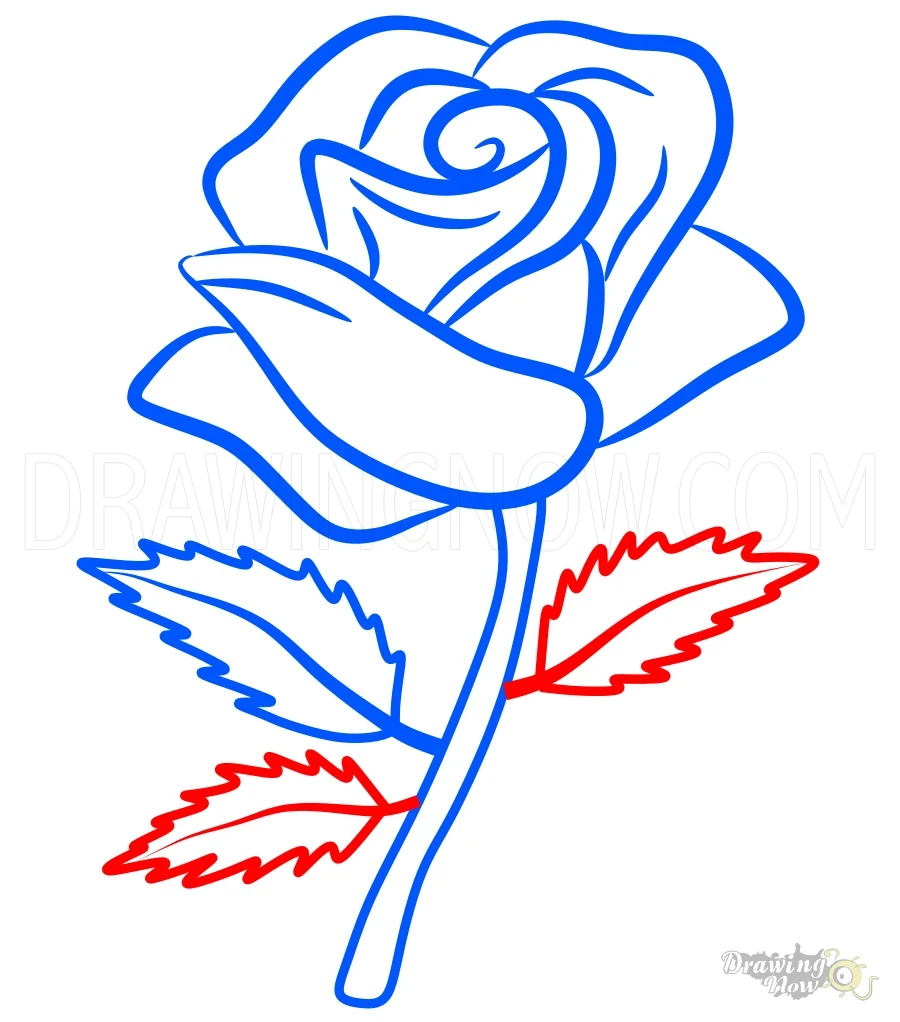 How to Draw a Rose Step 10