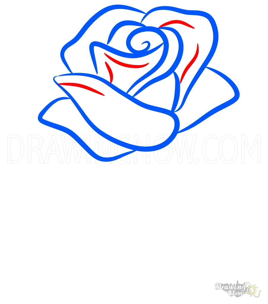 How to Draw a Rose Step 7