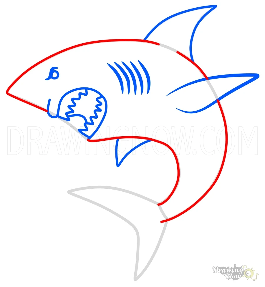 How to Draw a Shark Body Outlines